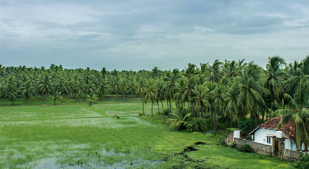 Beautiful agricultural fields seen in East Godavari