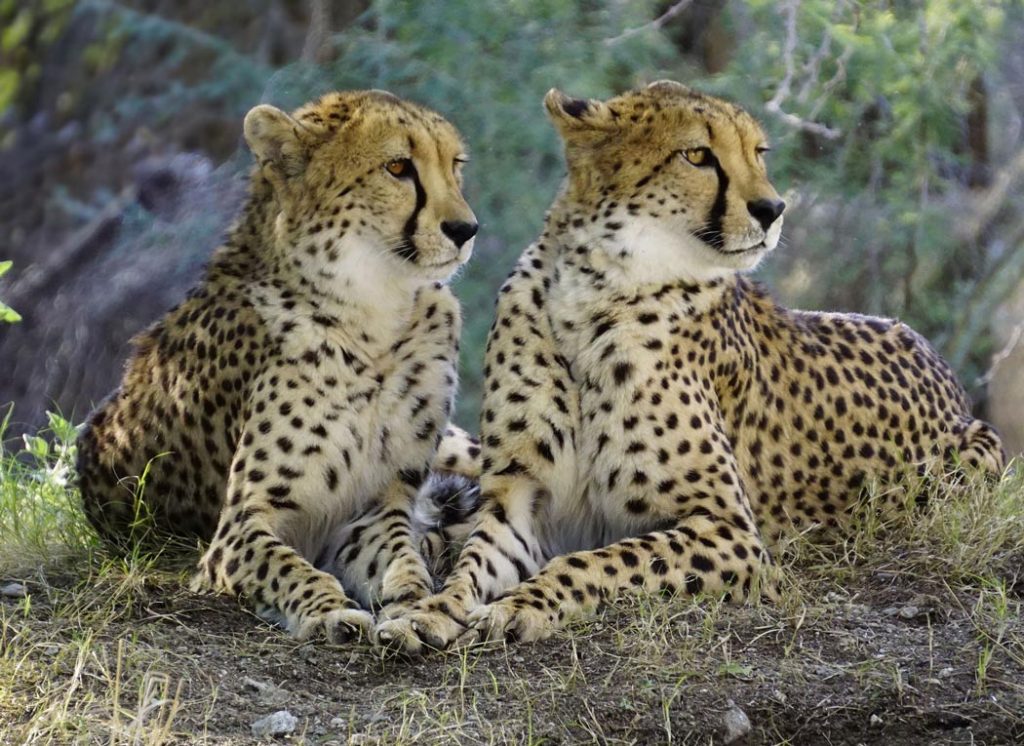 African_Cheetah