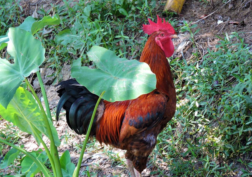 poultry-in-andhra-pradesh