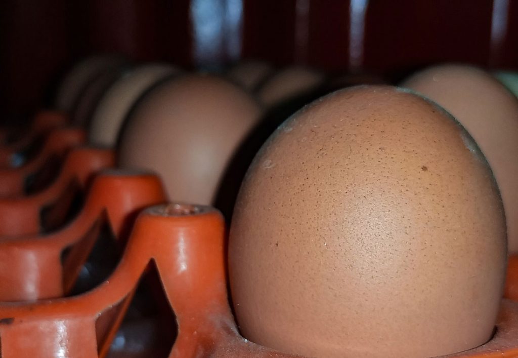 eggs-removed-at-kolkata-schools