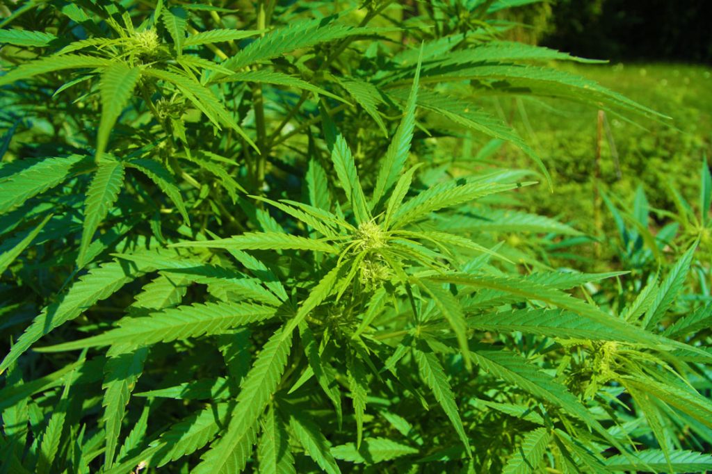 ganja-leaves